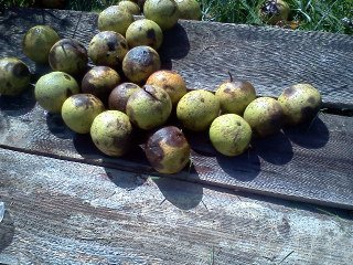 black walnuts for dyeing
