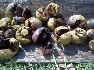 preparing black walnuts for dye bath