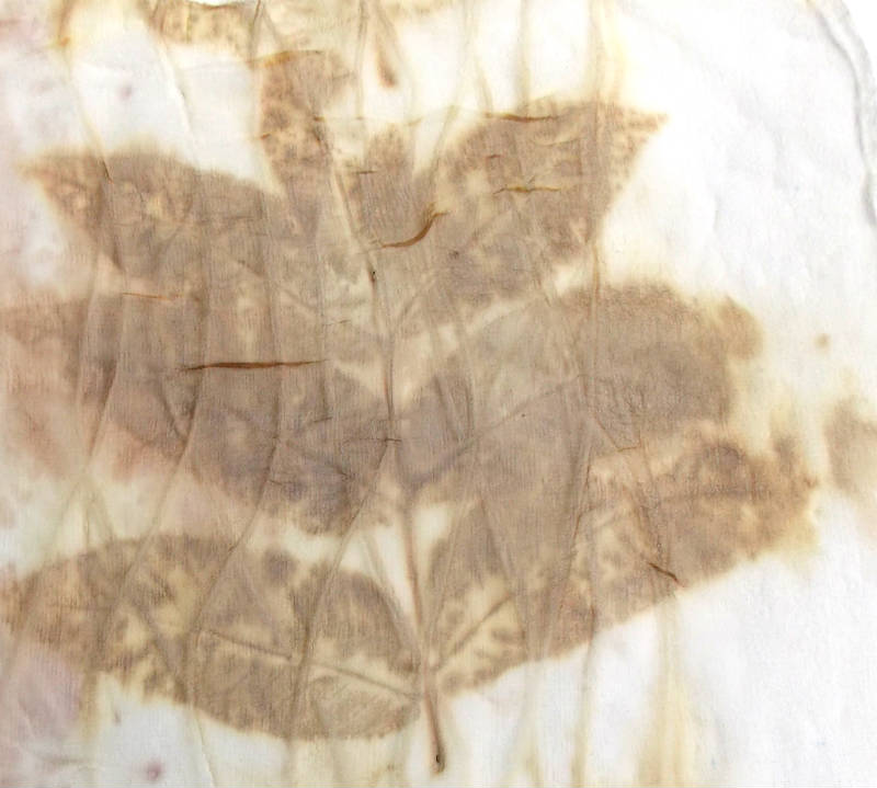 Black Walnut leaves printed on Silk Fabric without Iron Mordant
