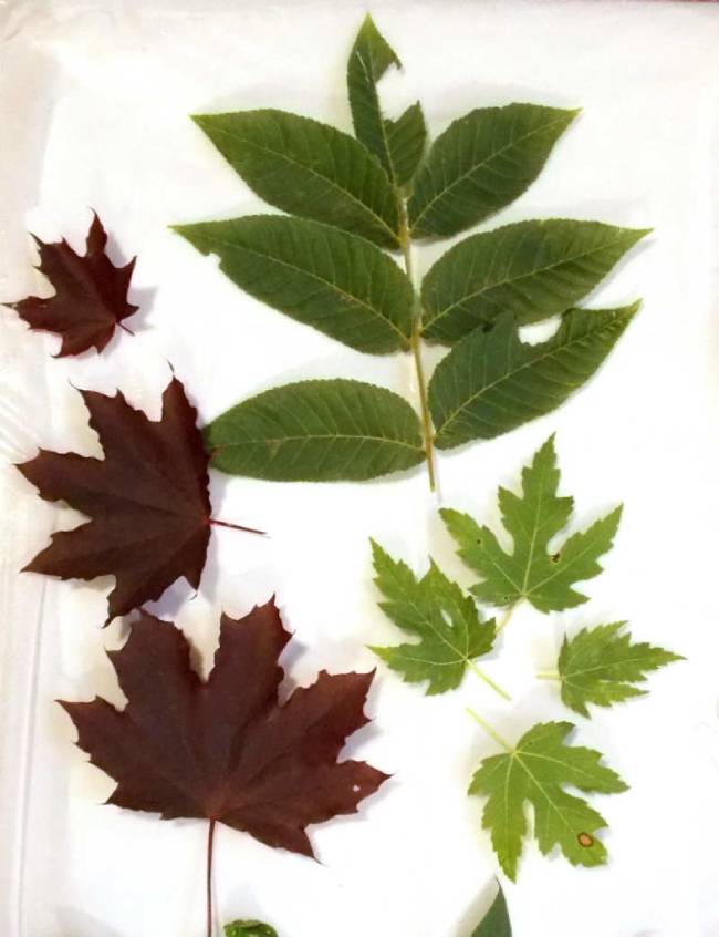 lay out leaves for eco printing or eco dyeing