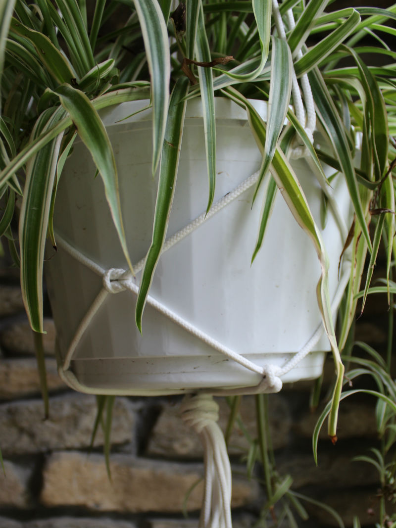 Easy DIY Plant Hanger