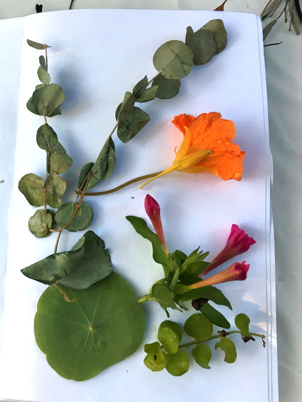 Eucalyptus, Nasturtium bloom and leaf, Four O Clock blooms and leaves laid out to ecoprint