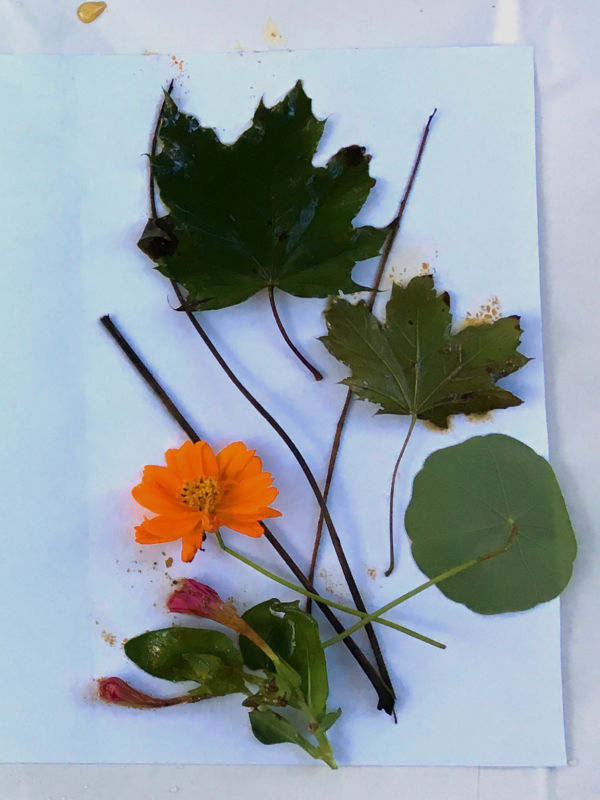 Maple leaf, Nasturtium bloom and leaf and Black Walnut stems for eco printing