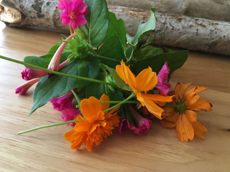 Marigold Cosmos and Four O Clock flowers for eco printing