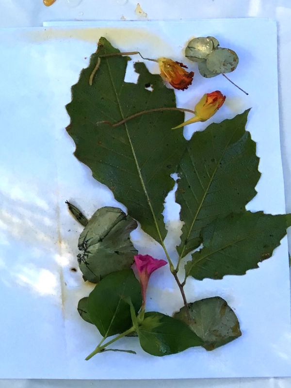 Oak leaves, Nasturtium blooms and leaves ready to eco print