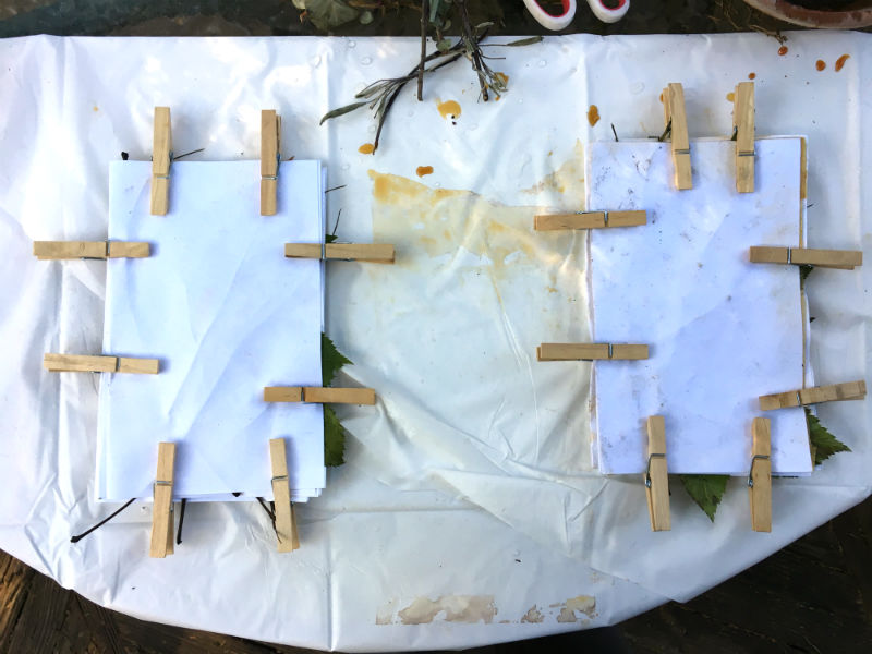 Secure the eco printing bundles of paper with clothes pins