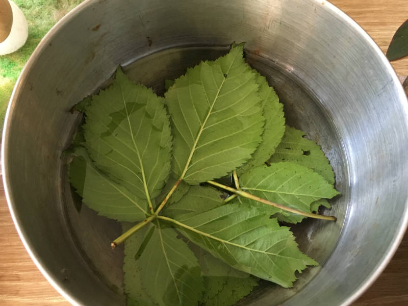 Soaking the Blackberry and Strawberry leaves in water