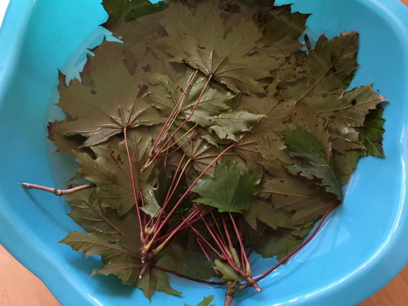 Soaking the Maple Leaves and Oak Leaves in water prior to eco printing on paper