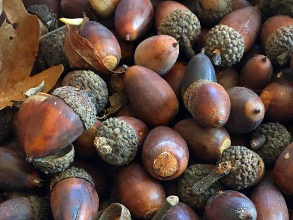 Making Natural Dyes with Acorns