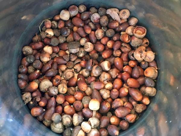 How to Make Dye from Acorns for Cotton Fabric or Yarn