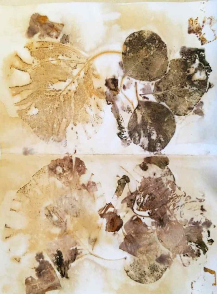 Watercolor Paper Eco Printed with Eucalyptus Leaves, Onion Skins and Liquid Iron